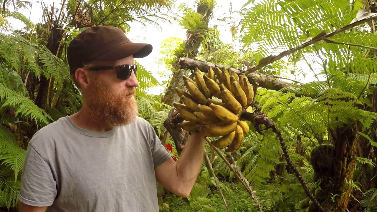 Hawaii Homestead Harvest: Turmeric, Sweet Potato and Bananas