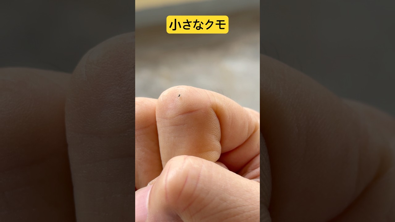 小さなクモ 