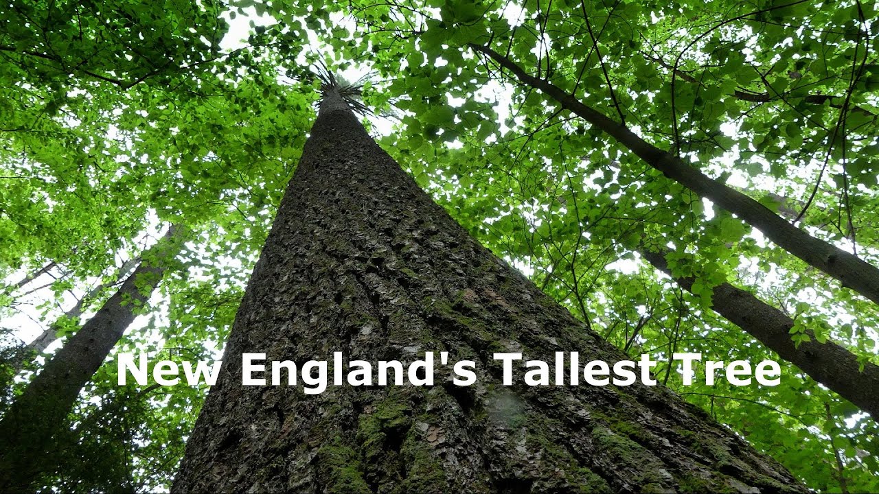 New England's Tallest Tree