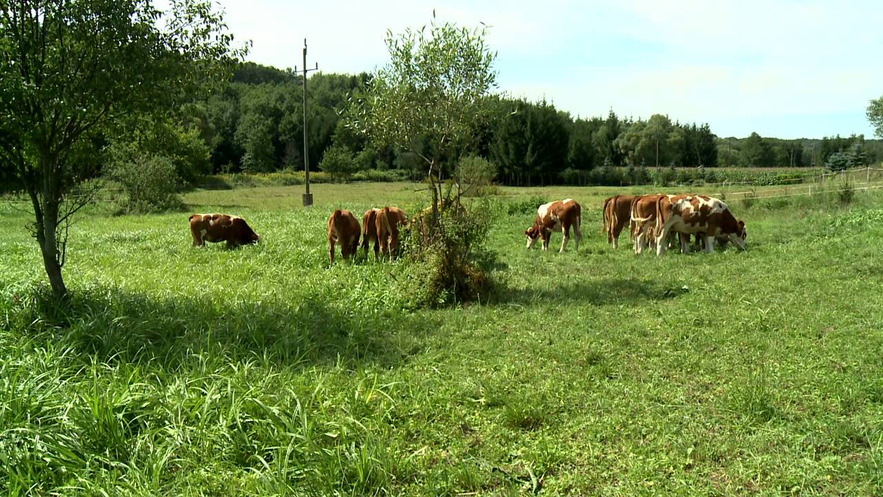 Őshonos állattartás az Őrségi Nemzeti Parkban