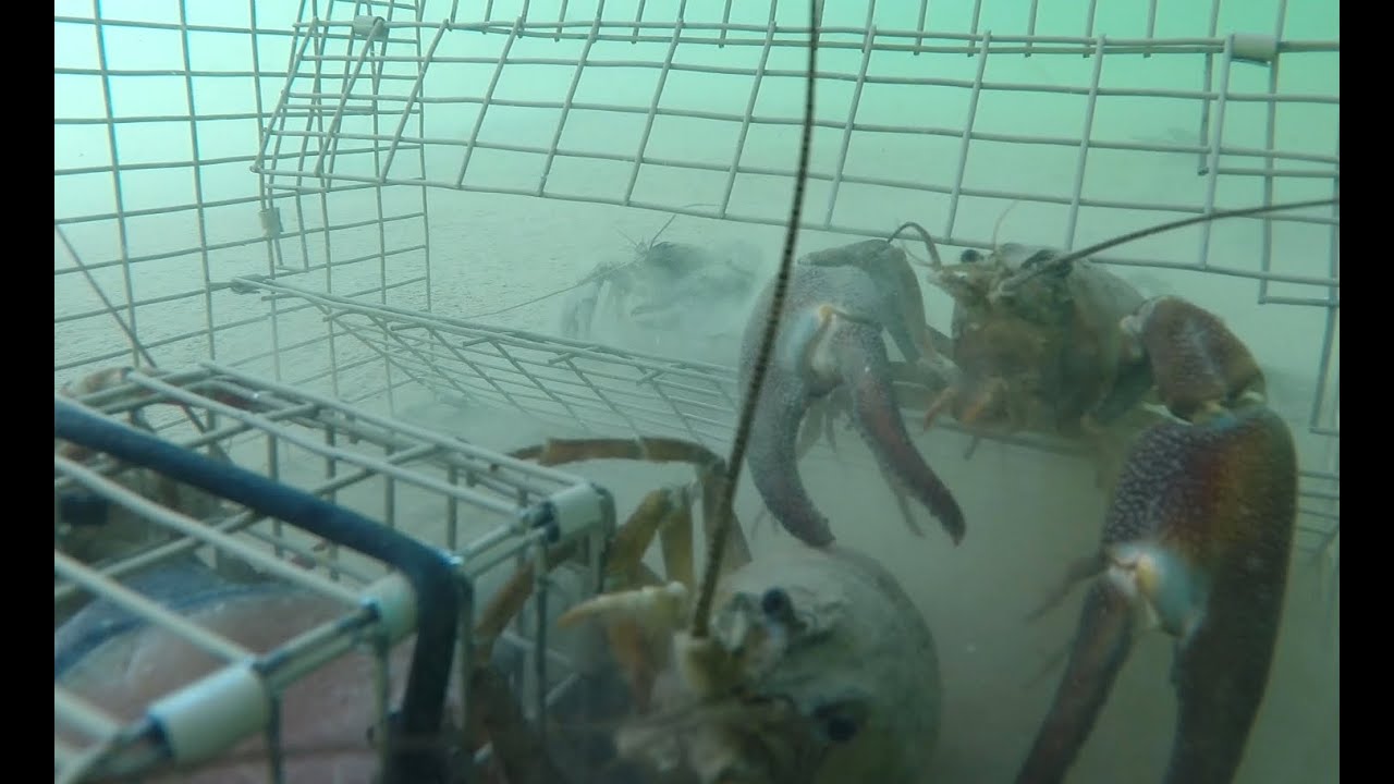 GoPro - Trapping huge crayfish underwater crawfish crawfishing
