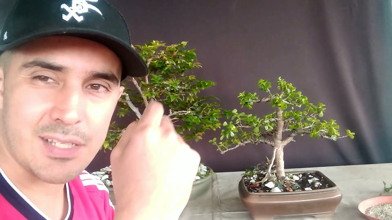 Cada cuanto regar un BONSAI 2021