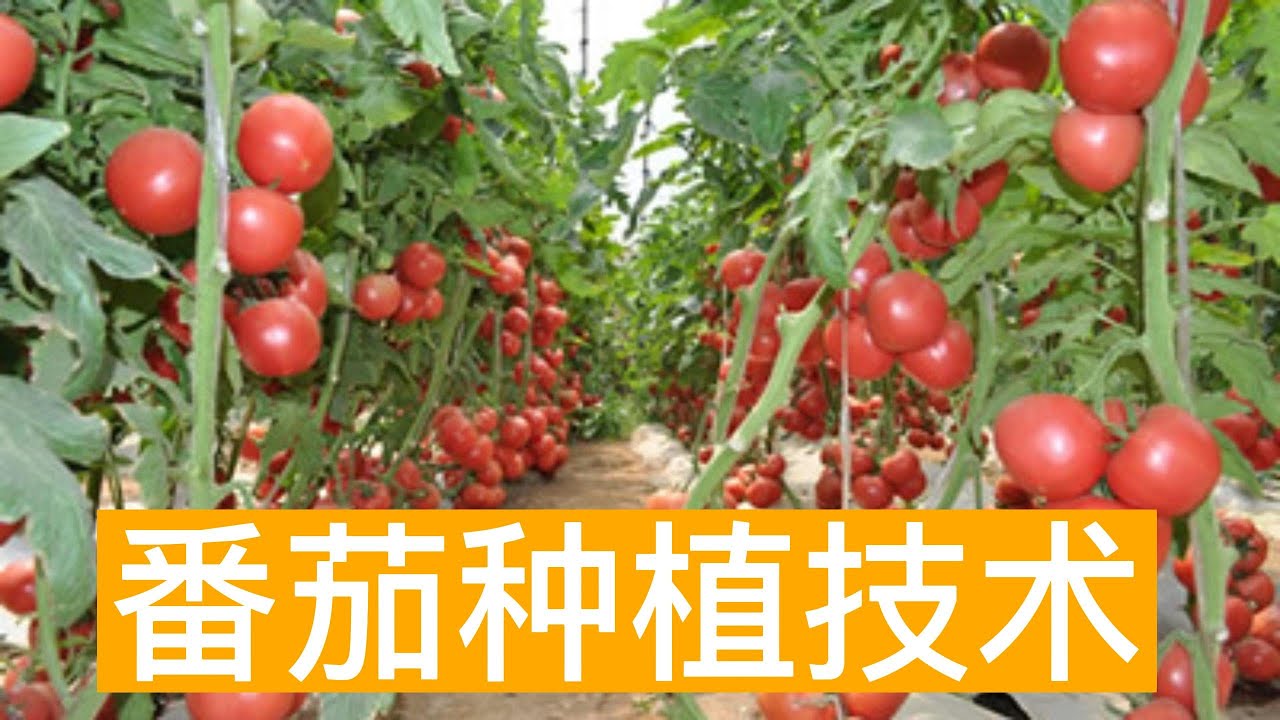 番茄种植技术