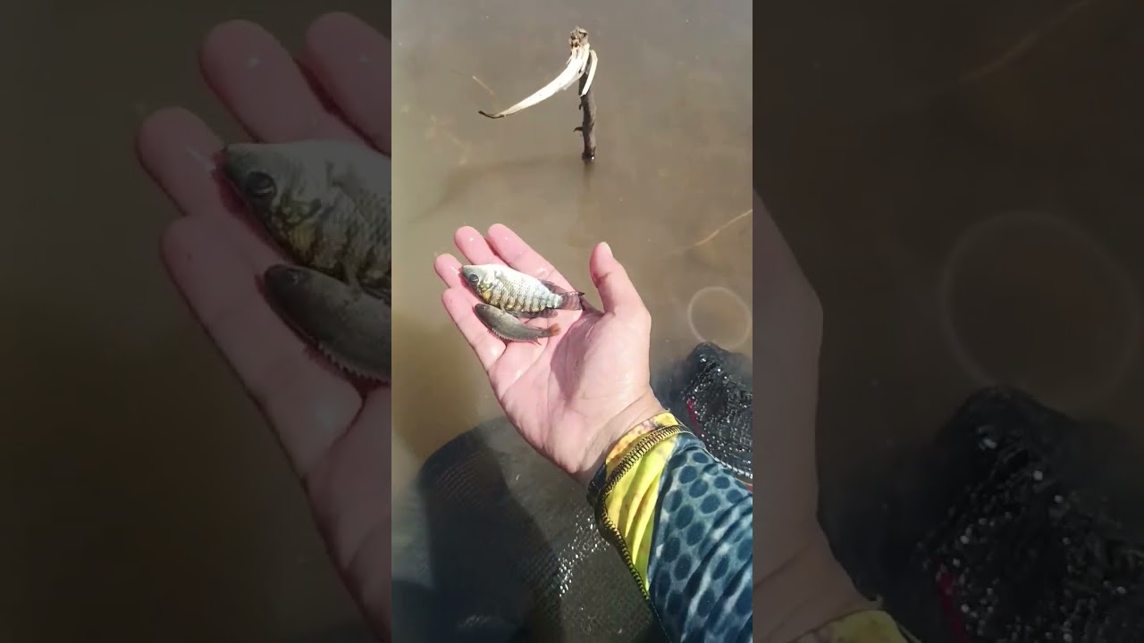 Rilis ikan di danau 😁 #mancing
