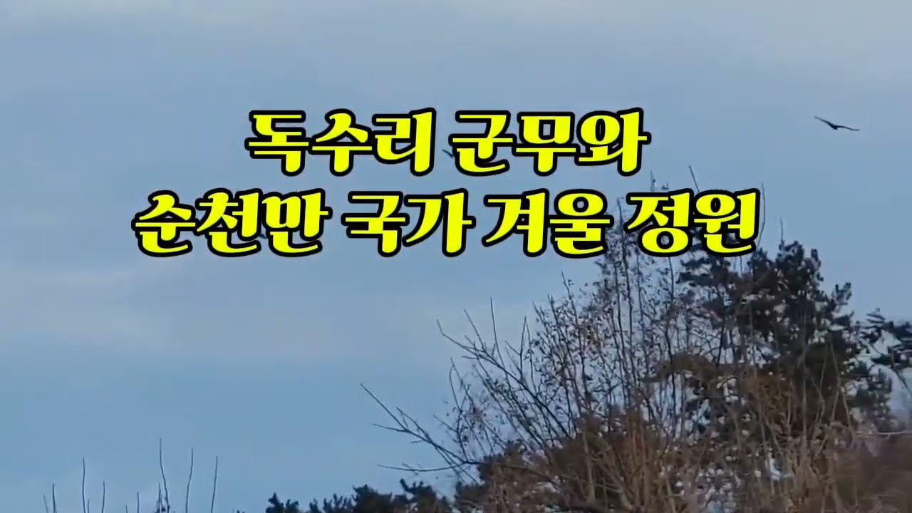 독수리 군무와 순천만 국가 겨울정원 #힐링 #만족 #감성충만 #여유 #감사 #기쁨 #행복 #여행 #쉼 #산책 #휴식