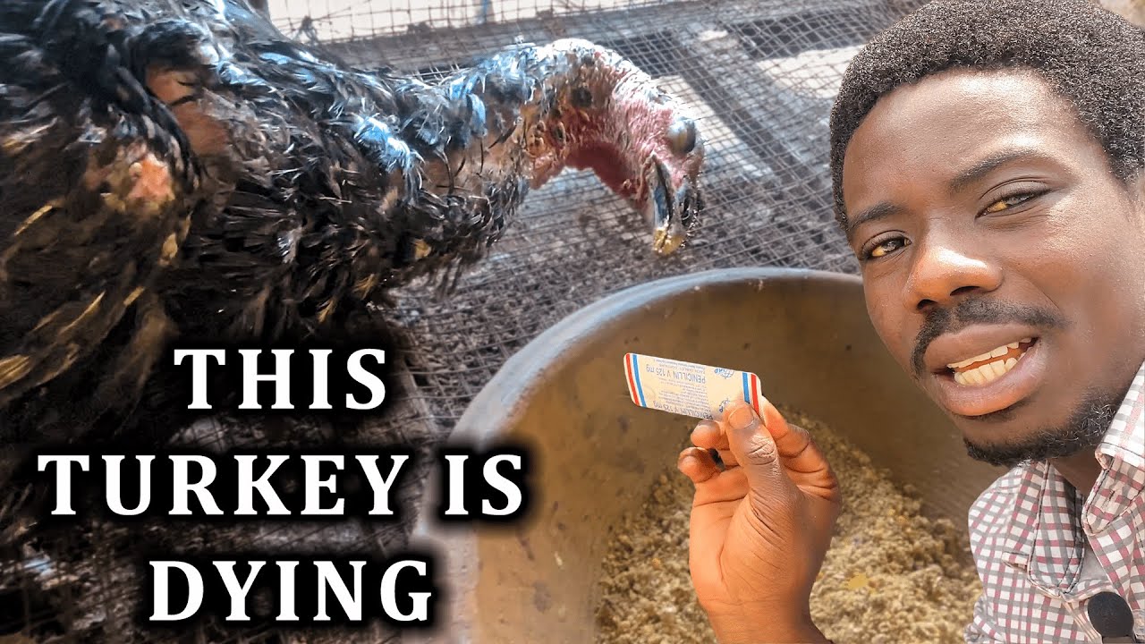 Watch What I Did: Turkey Farming