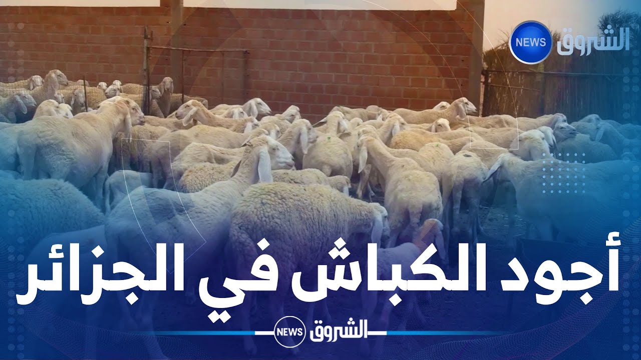 هذه مواصفات #كبش أولاد جلال .. أكبر سلالات الماشية في #الجزائر 🐏🐑 🇩🇿
