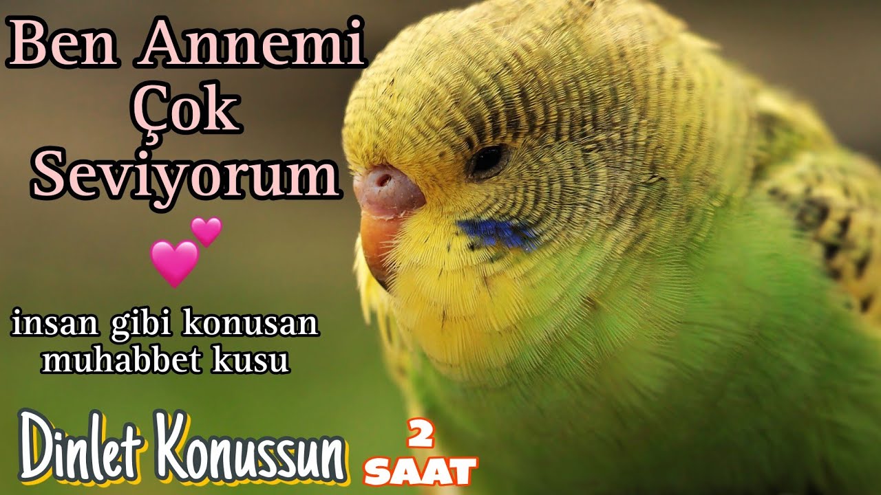 Ben Annemi Çok Seviyorum, İnsan Gibi Konuşan Muhabbet Kuşu
