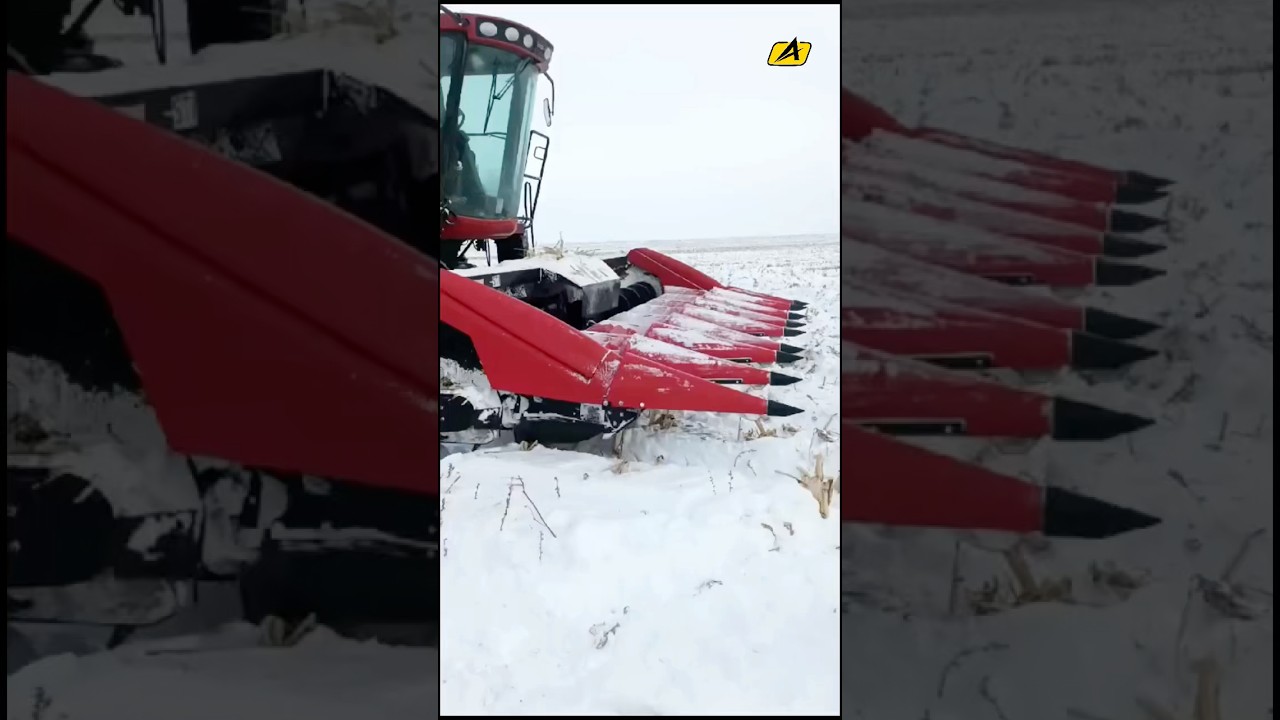 CASE IH 4088 / Уборка кукурузы в -20 #агромастер #cnh #caseih