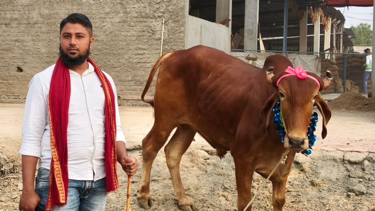 सलमान दादा यांच्या | दावणीतील सुंदर बैल जोड्या | दीड लाख पर्यंत | सावदा बैल रविवार Sauda bail bazar