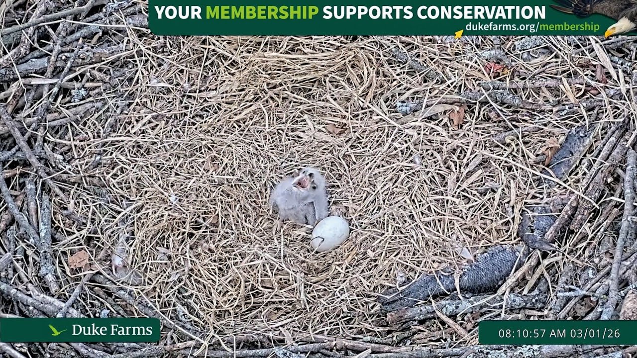 Duke Farms Eagle Cam 2026.3.1 🐣7days old
