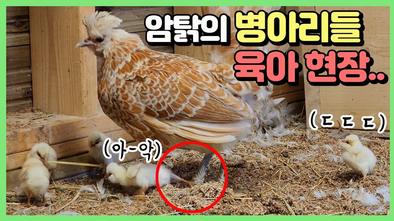 초보 엄마 닭은 병아리를 이렇게 키웁니다..