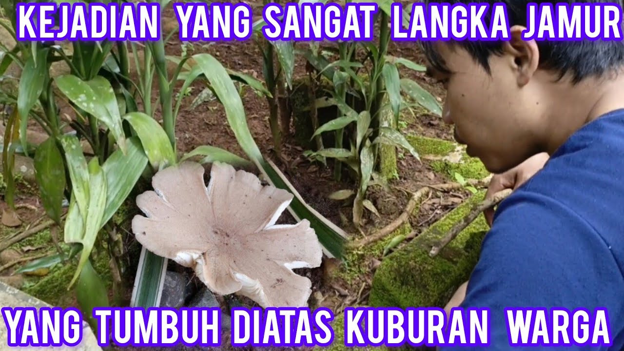Kejadian yang sangat langka jamur tumbuh di atas kuburan
