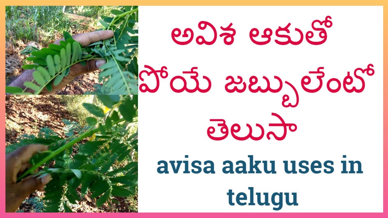 అవిశ చెట్టు ఉపయోగాలు || avisa aaku uses in telugu || agastya plant uses in telugu