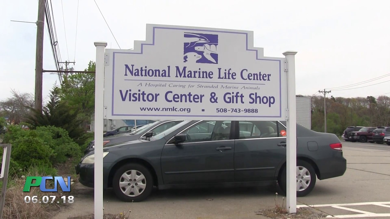 The National Marine Life Center