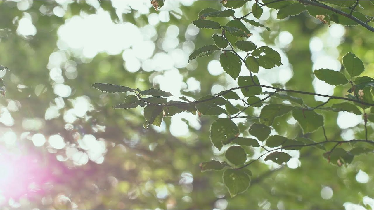 Épisode 1 : L’histoire de la forêt