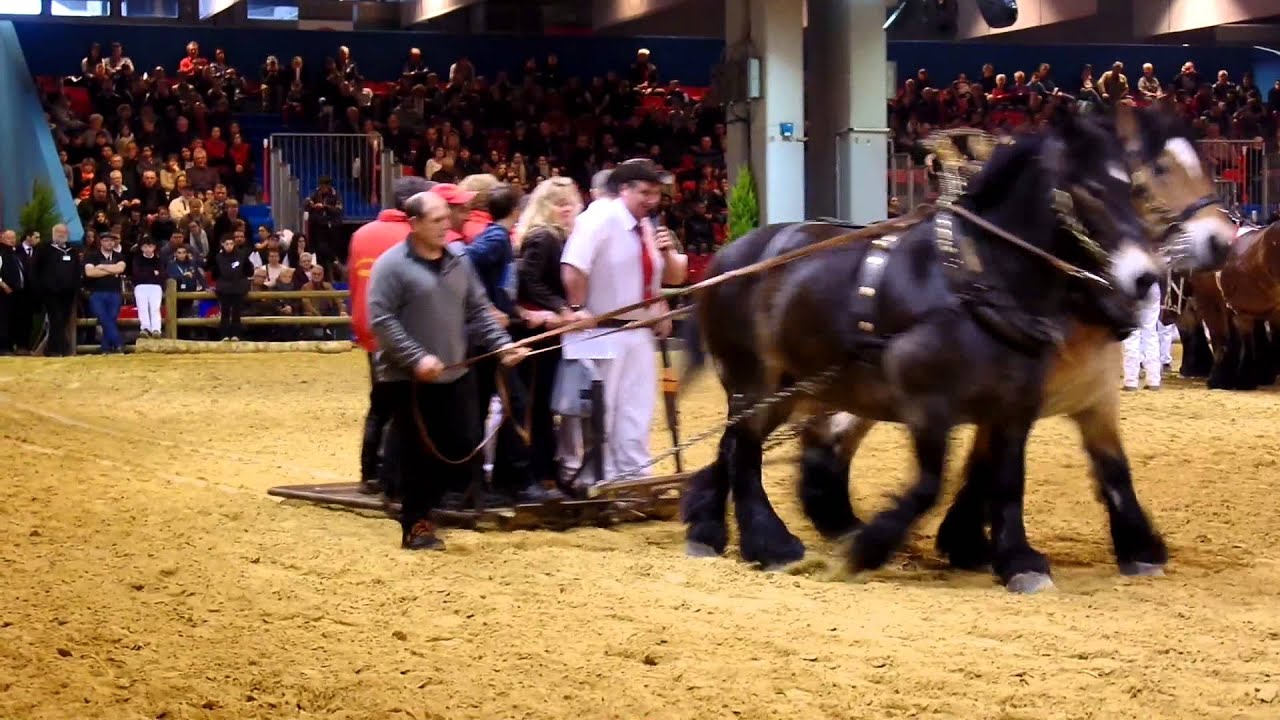 Salon de l'Agriculture 2015 - chevaux de traits ardennais