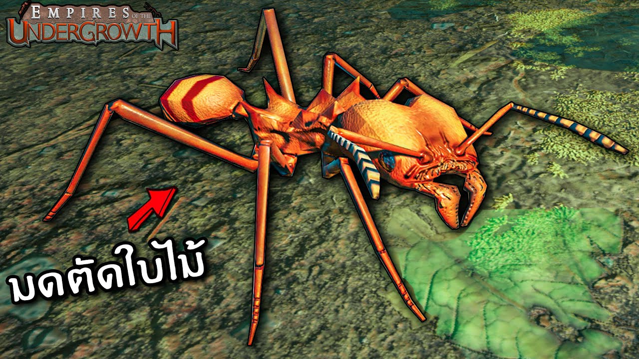 สงครามป่าลึก ของมดตัดใบไม้ - Empire of the undergrowth ไทย