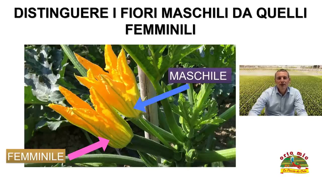 Video lezione Orto Mio n.10 - LA COLTIVAZIONE DELLO ZUCCHINO