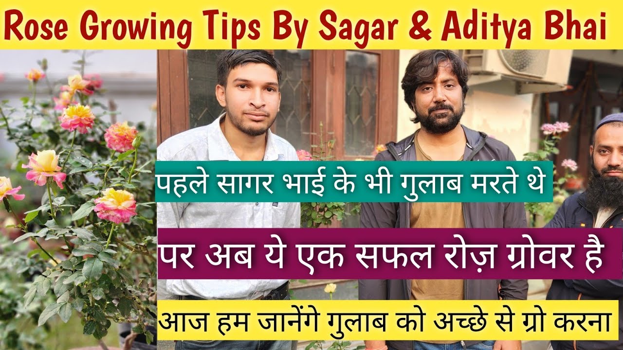गुलाब कैसे ग्रो करें जानते हैँ आज 🌱Rose Plant Care🌹Save Rose Plant🌹Rose Growing Tips👍Gulab Ki Care🌱