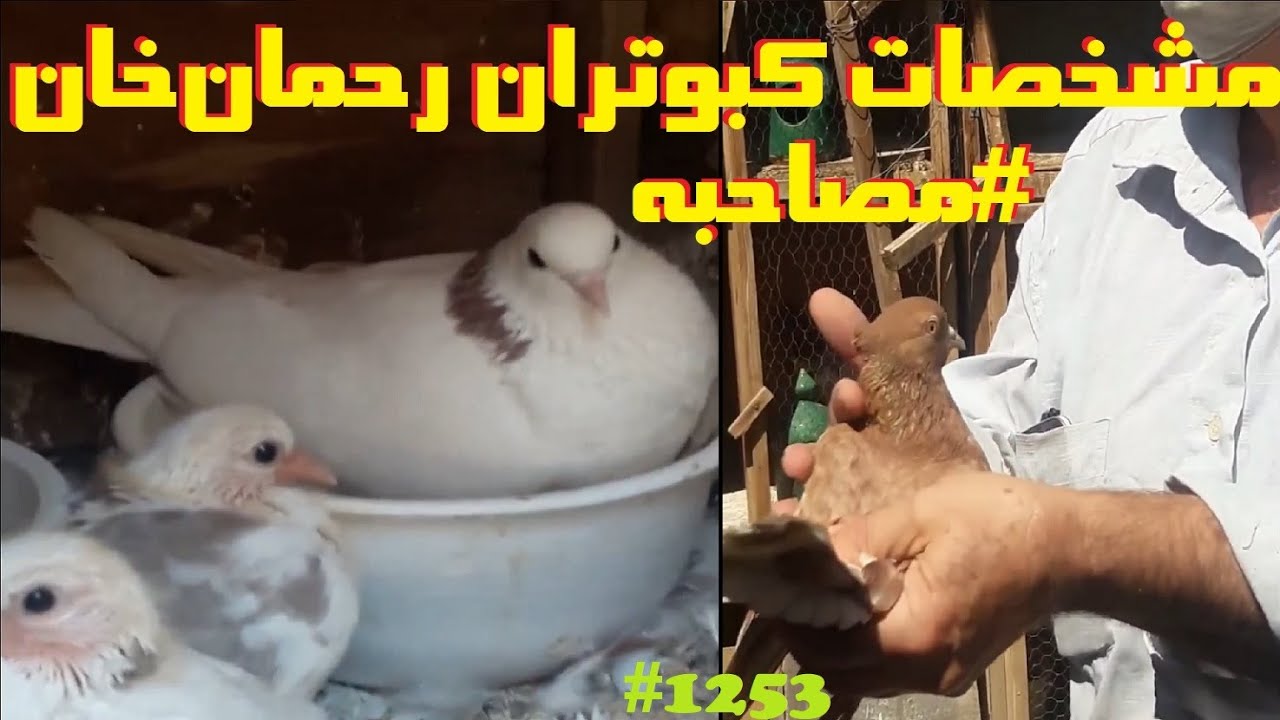 مصاحبه و گزارشی از بام کبوترهای یکی از اقوام کبوتردار رحمان‌خان توتونچی #کبوتر #کفتر #کبوتر_ایرانی