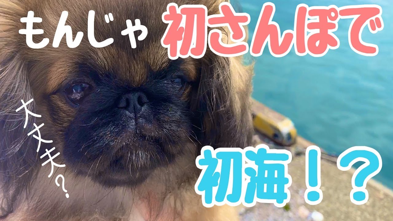 【ペキニーズ】もんじゃ初さんぽで初めての海！～犬の初さんぽは皆さんこんな感じなんですか？～