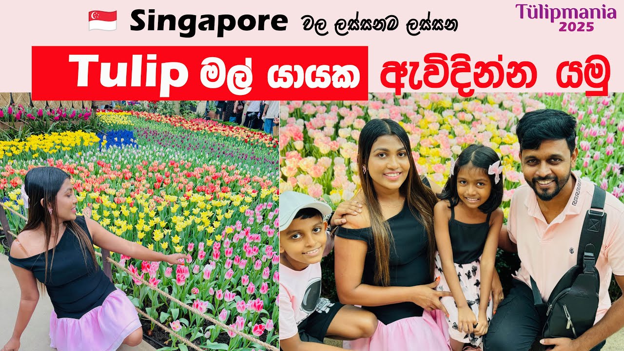 Tulip මල් යායක ඇවිදින්න යමු | Tulipmania 2025 | Singapore