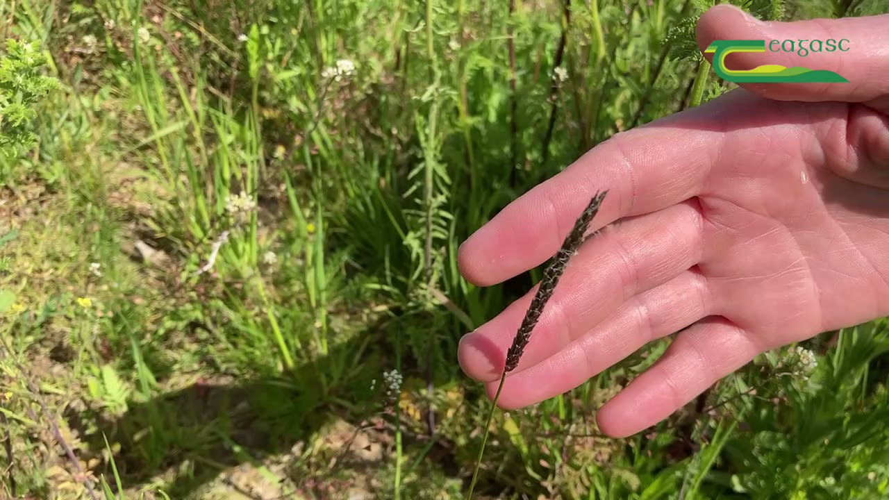 Biosecurity on Tillage Farms
