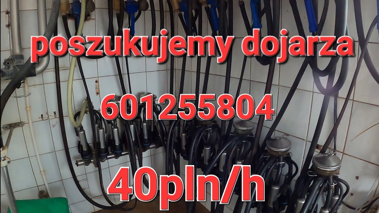 Krowy mleczne, szukamy dojarza !!!!! 40 pln/h