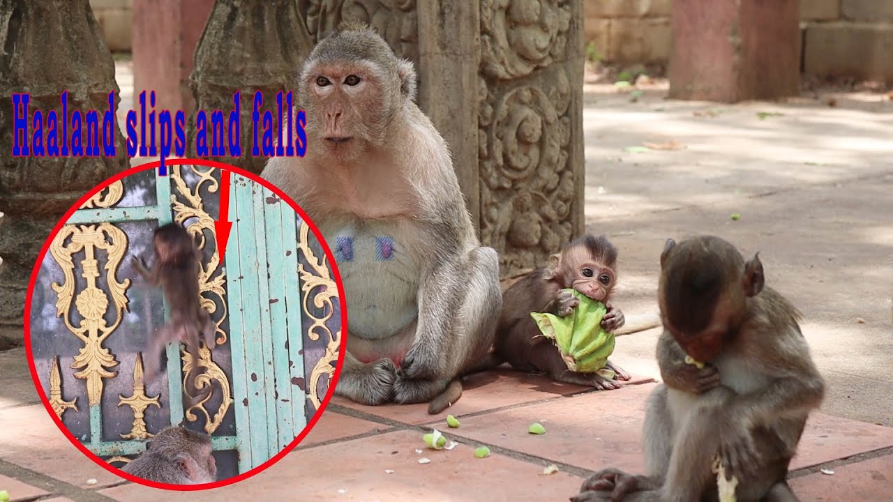 Baby monkey Emma fall down while she play not careful.