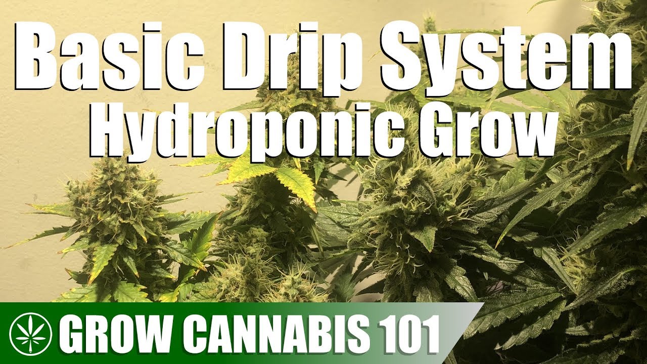 Drip System Hydroponics Timelapse Grow - Clone To Harvest
