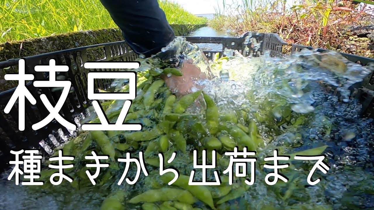「枝豆栽培」零細農家による種まきから出荷までの流れ