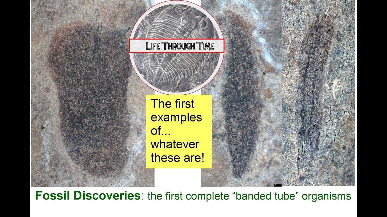 Fossil Discoveries: first specimens of the 'banded tube' organism