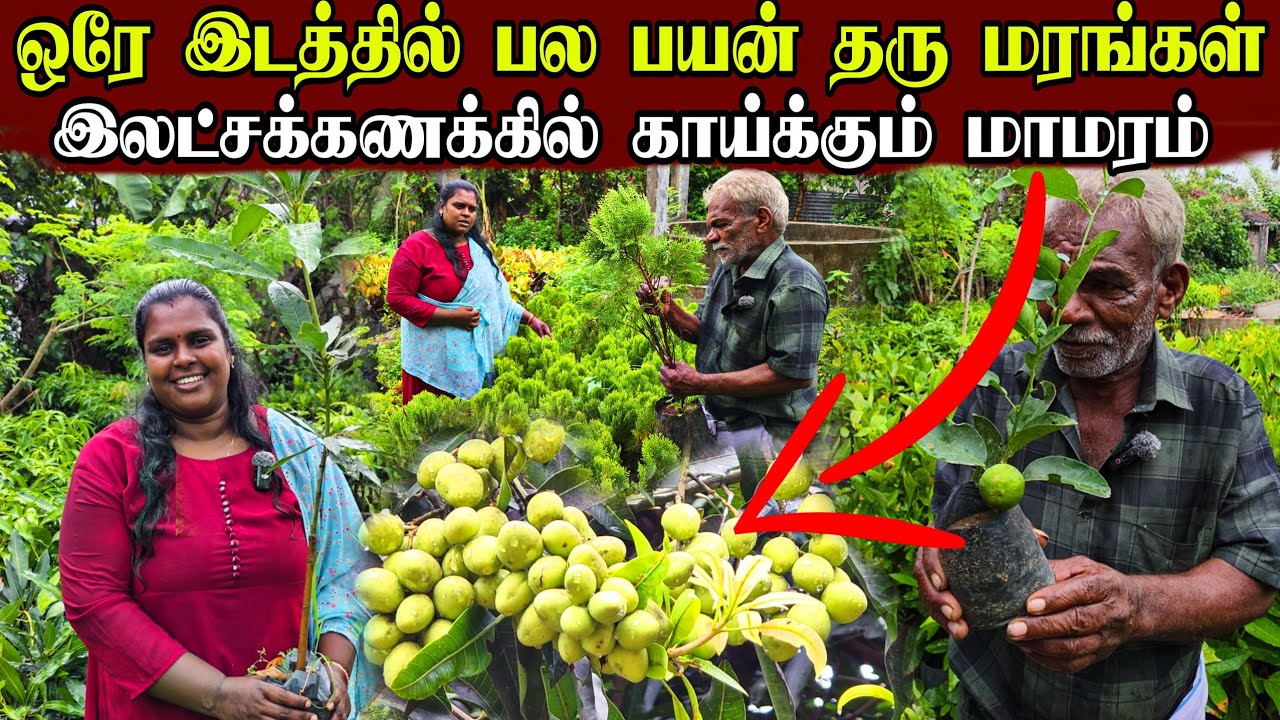 மரங்களை வேண்ட இனி அலைய தேவையில்லை | kilinochchi farm | Village life | vanni vlog