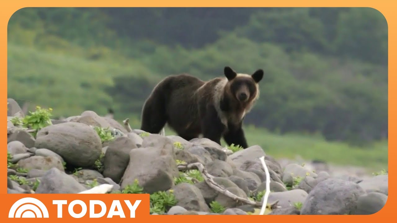 How Japan is Fighting Back Against a Surge of Bear Attacks