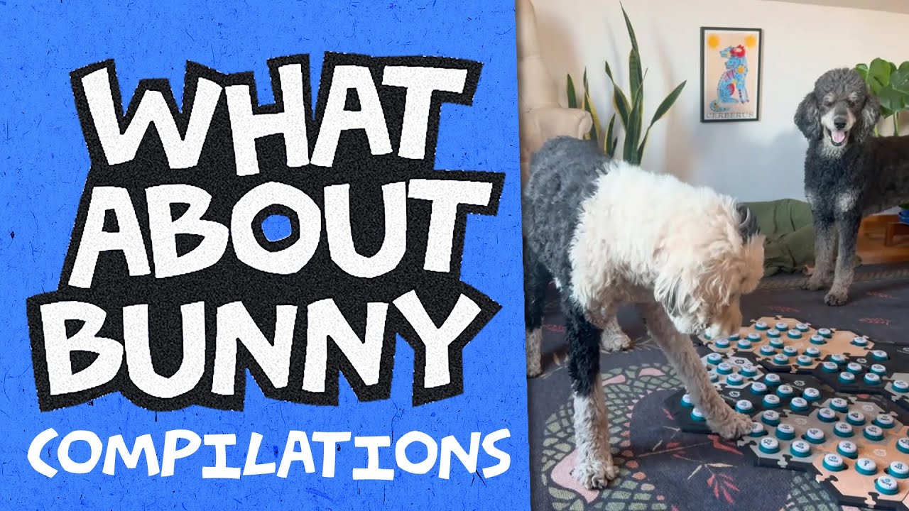 Bunny Smells and Unforgettable Questions | What About Bunny Compilations
