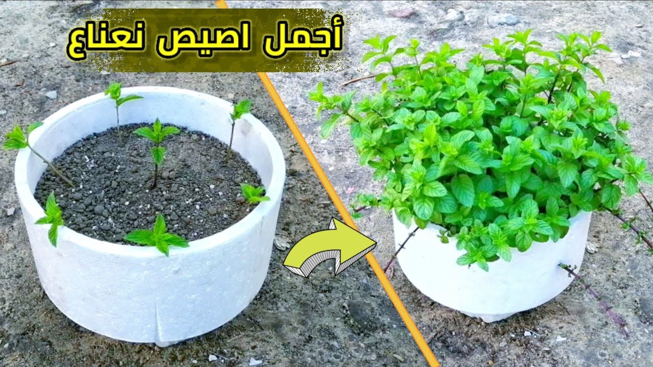 أسرار زراعة النعناع طريقة سهلة لتزيين آجمل وعاء مدور من الفلين بالنعناع