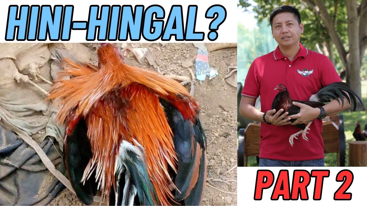 Manok Na Hinihingal Part 2 