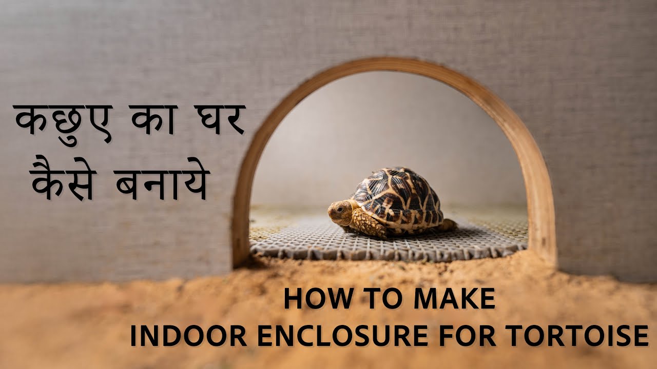 कछुए का घर कैसे बनाये | Indian Star Tortoise Indoor enclosure | Indian Star Tortoise Home Setup