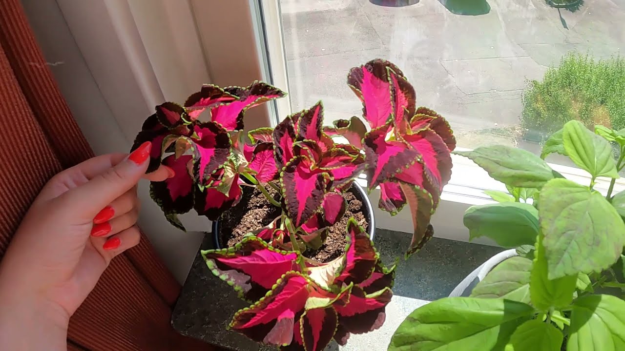 Övervintra palettblad | Uppdatering del 3 efter beskärning #palettblad #coleus