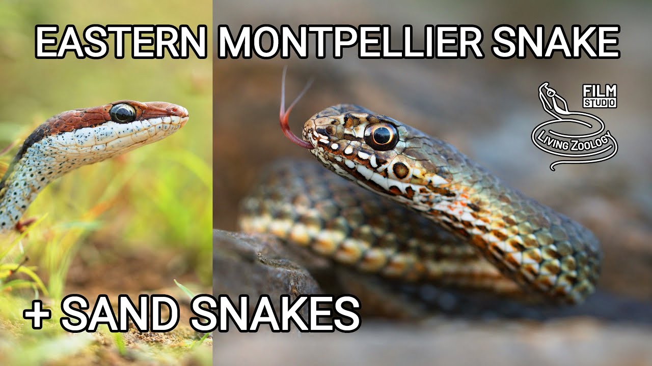 Eastern Montpellier snake (Malpolon insignitus), big rear-fanged European snake, sand snakes