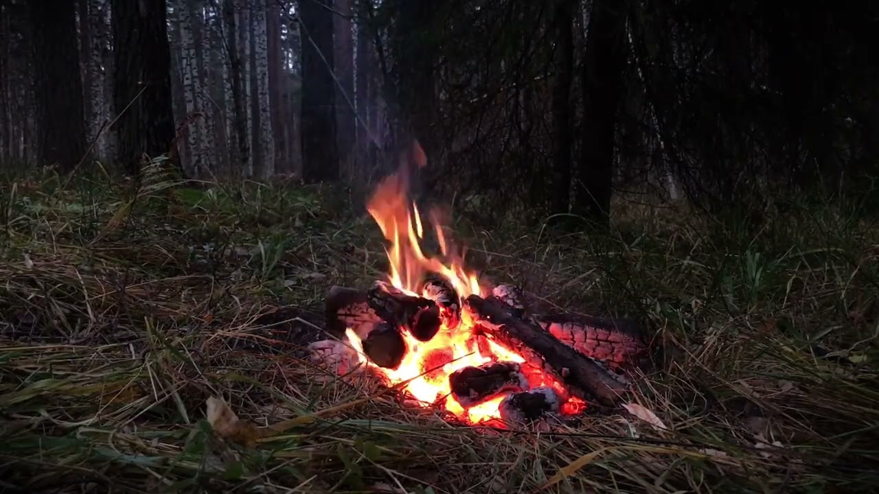 Campfire in the Autumn Forest at Night – Crackling Fire Sounds for Sleep, Study & Relaxation  Loop 1