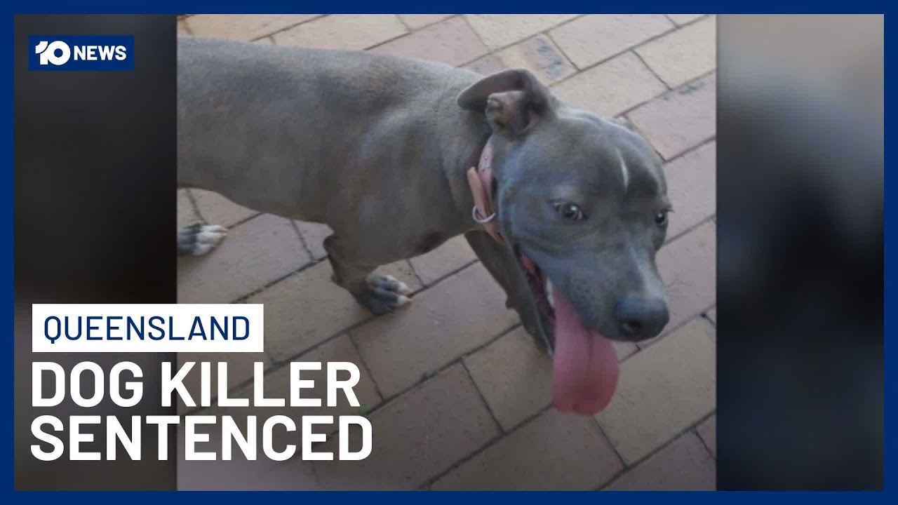 23-Year-Old Jailed For Murdering Pet Dog During Brisbane Home Invasion | 10 News