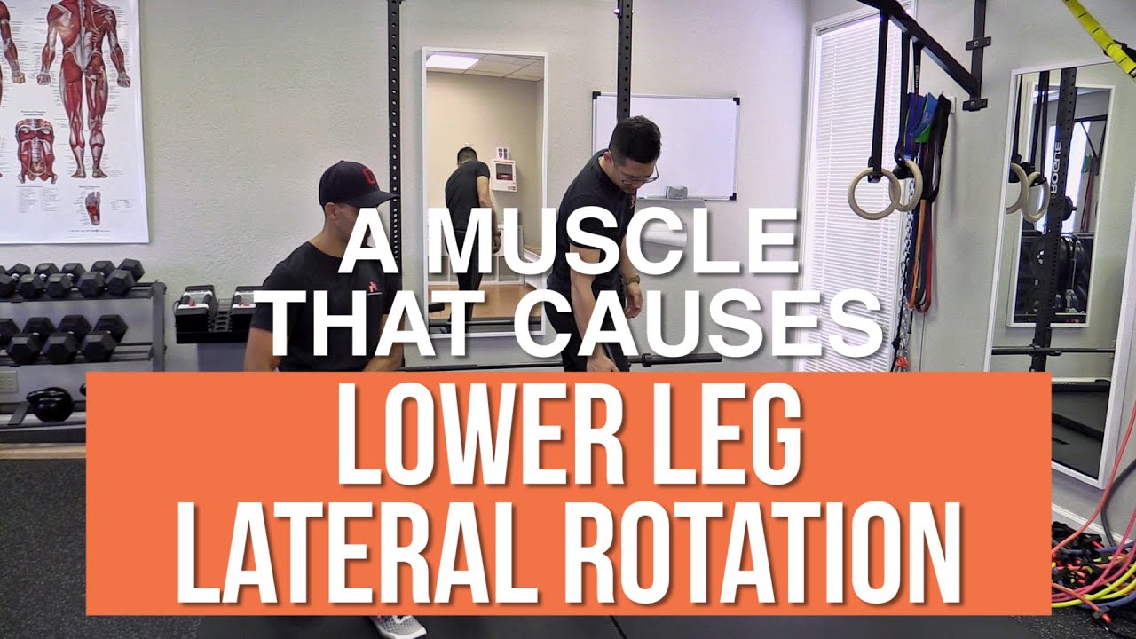 A muscle that causes tibial torsion / lower leg lateral rotation