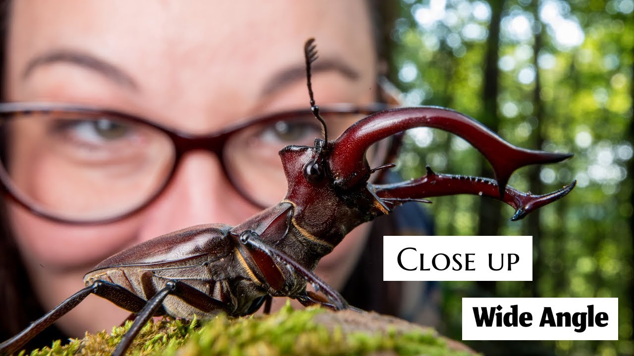 Close up wide angle macro photography | Stag beetle