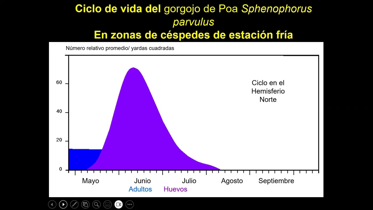 Gorgojos en céspedes