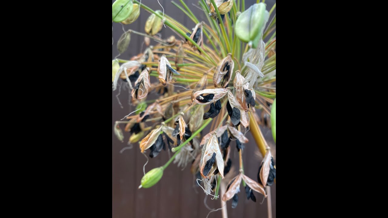How to sow Agapanthus Seed- 2 Minute Tips