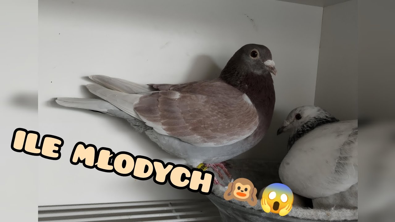 S:3 E:8:❗LĘGI I OBLOTY 🕊️ Przygotowania do sezonu w pełni ruszyły 💪🔥 Słyszymy się po przerwie 💚🕊️