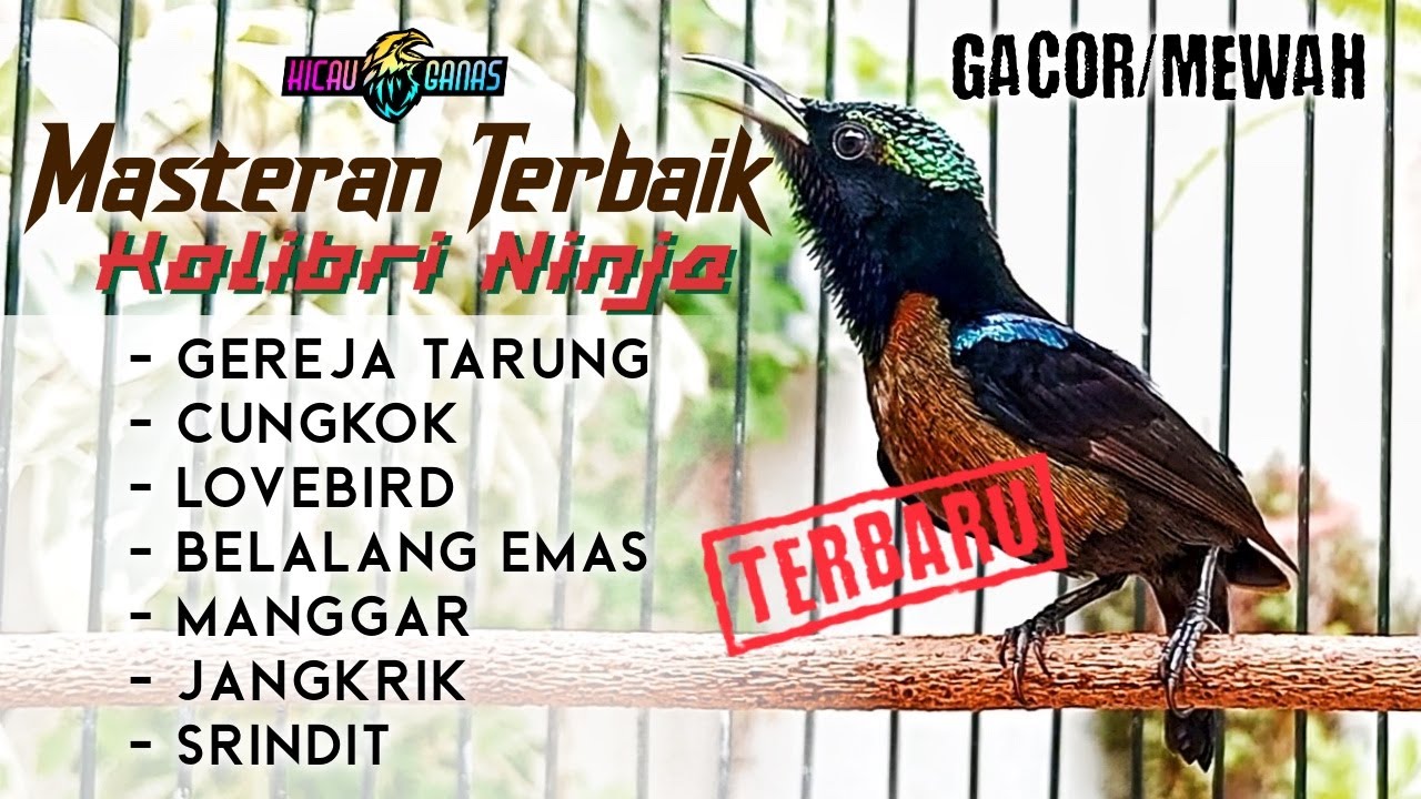 MASTERAN KONIN FULL MATERI MEWAH ISIAN LOMBA MATERI WAJIB SEMUA KONIN