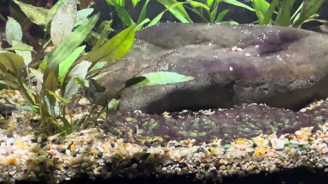 Thredfin rainbow fish 